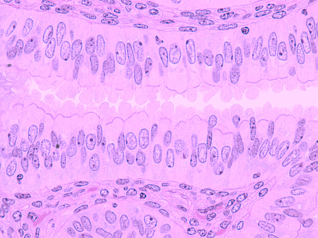 What Is Function Of Oviduct