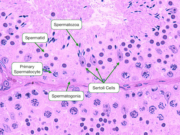 Seminiferous Tubules Histology