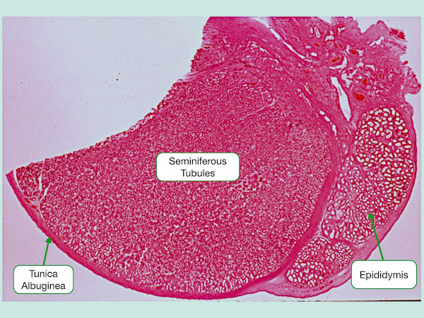 What Is Responsible For Dividing The Testis Into Lobules