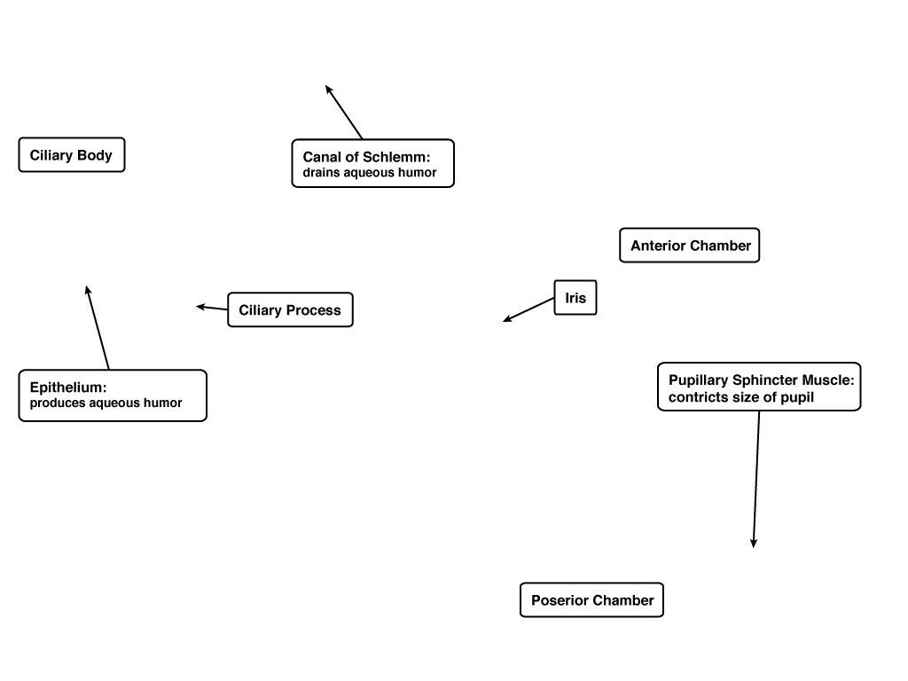 flow-of-aqueous-humor