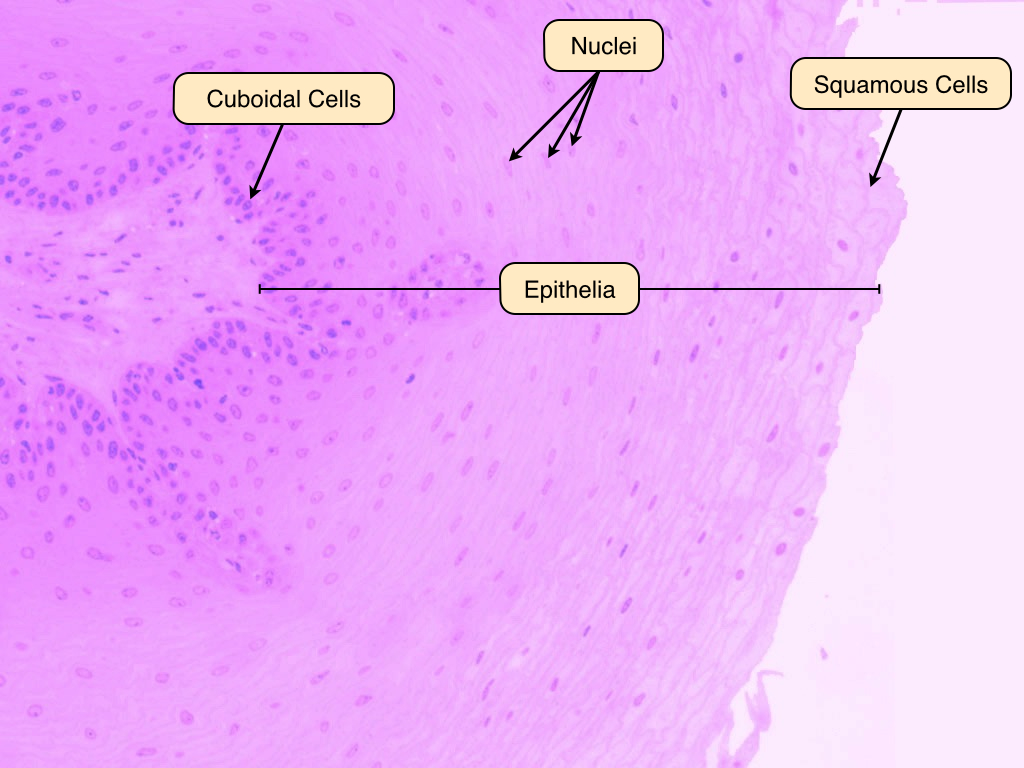 simple squamous epithelial tissue under microscope