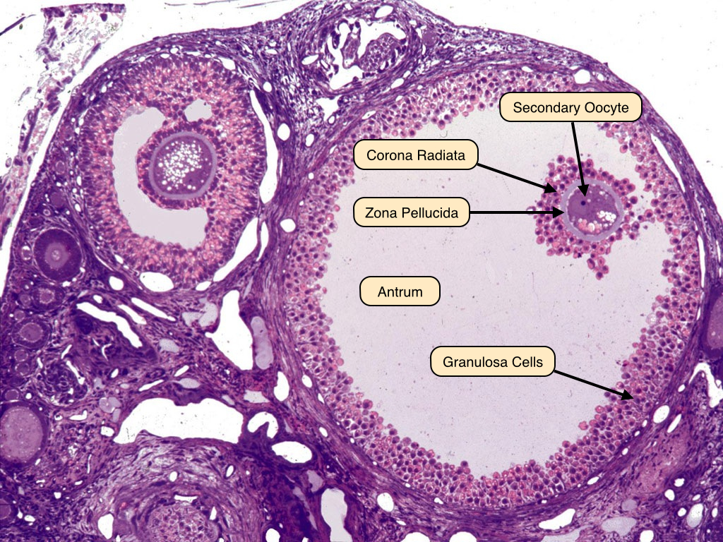 a-summary-of-folliculogenesis-the-primordial-follicle-pool-develops