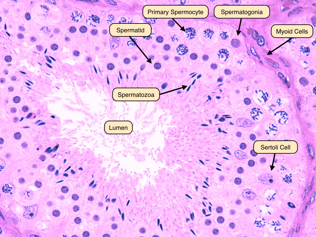 Labeled Epididymis Microscope Slide