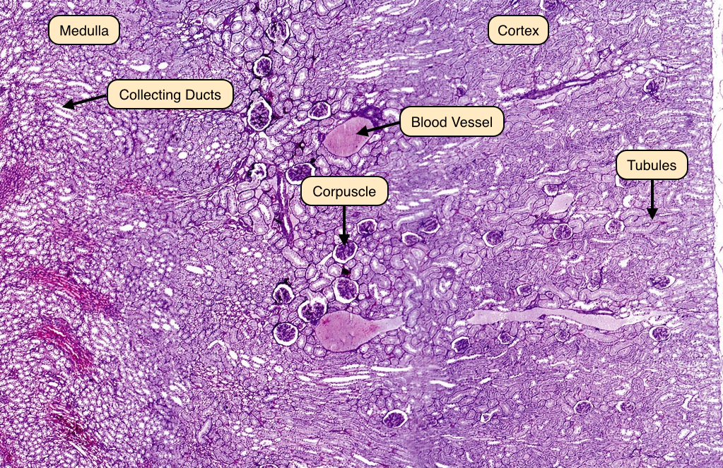 Kidney Histology Labelled At Victor Gordon Blog Kidney Histology Labelled At Victor Gordon Blog