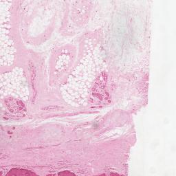 Histology At Yale Virtual Microscope