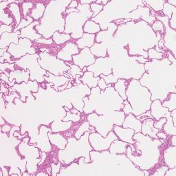 Histology at Yale Virtual Microscope