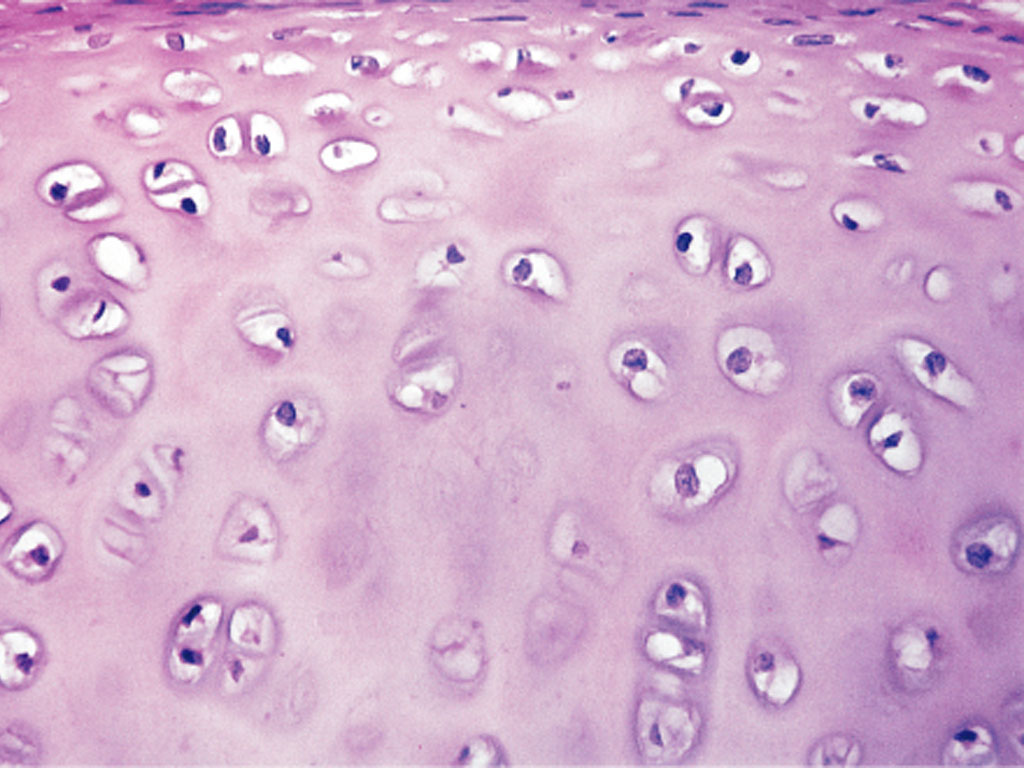 articular cartilage histology