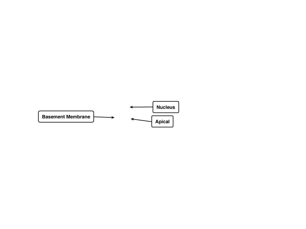 basement-membrane