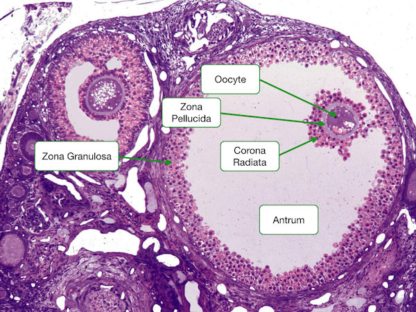 graafian follicle