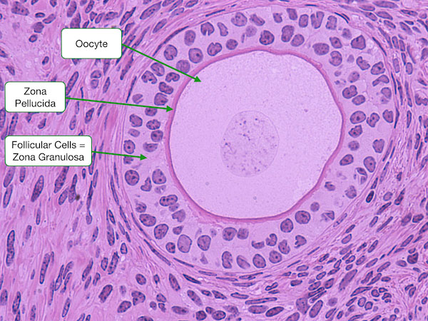late primary follicle
