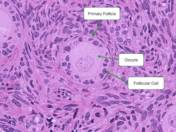 ovary histology labeled