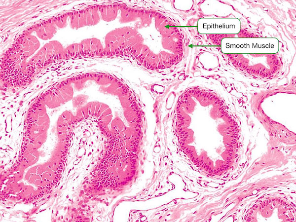 Ductus Deferens Histology Complete Histological Features Of Vas Hot Sex Picture