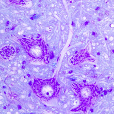 bipolar neuron microscope