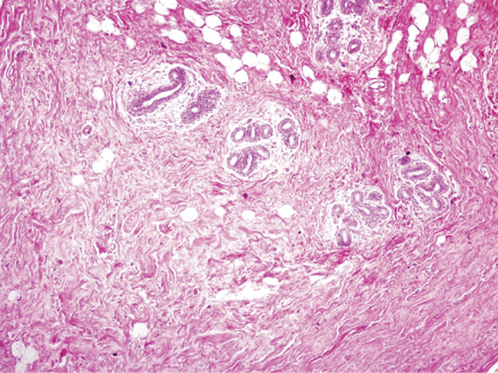 mammary gland histology