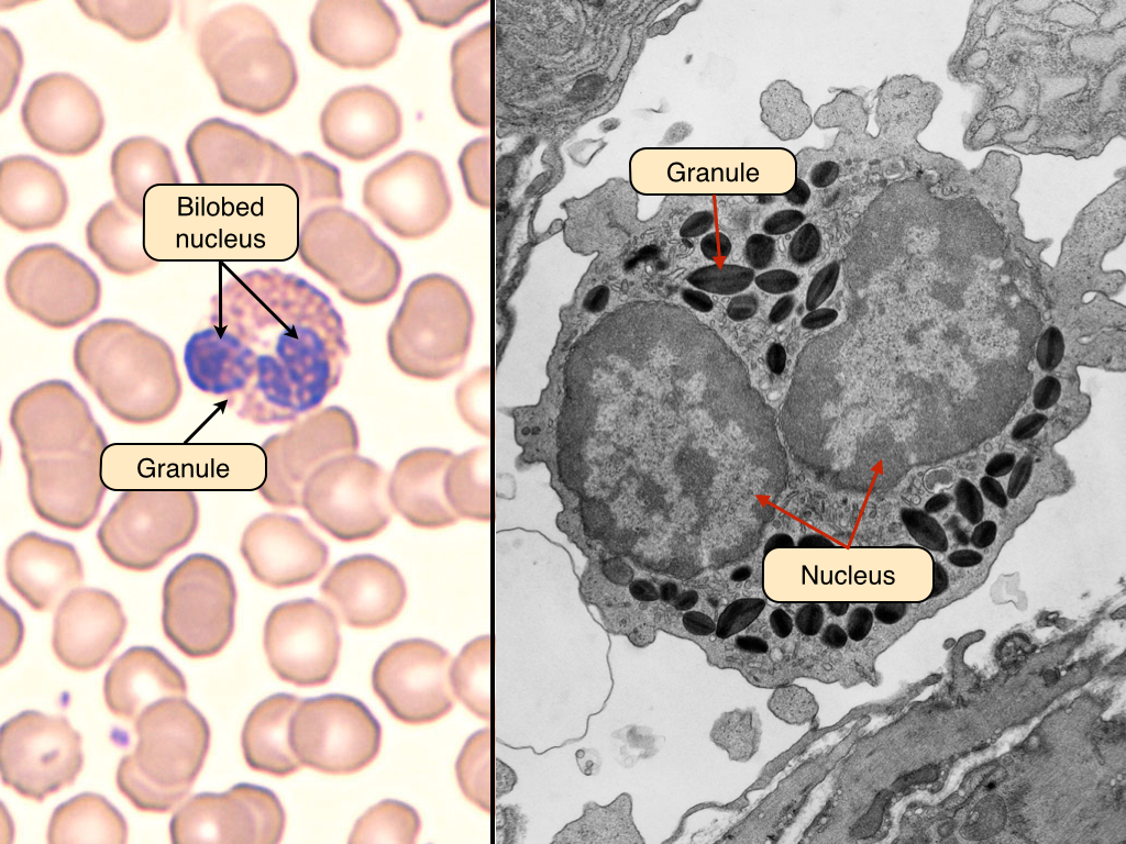 red blood cell microscope labeled
