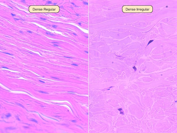 areolar loose connective tissue function
