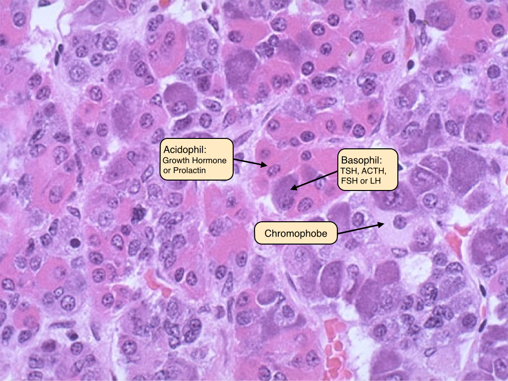 the-endocrine-system