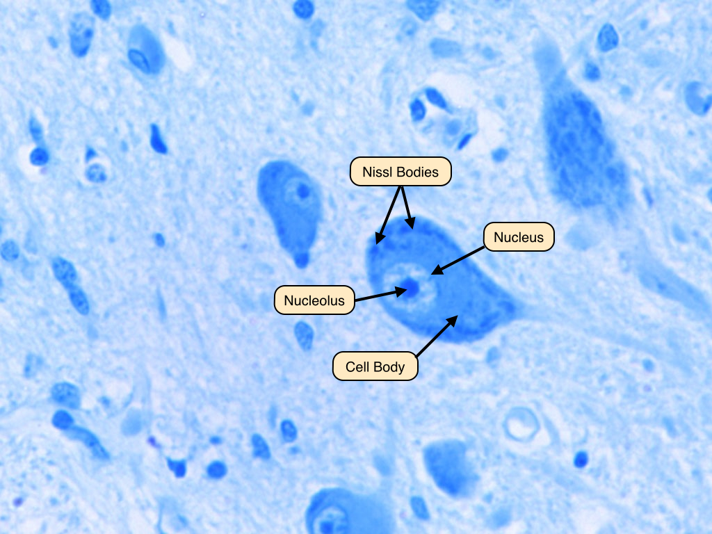 nerve cell microscope labeled