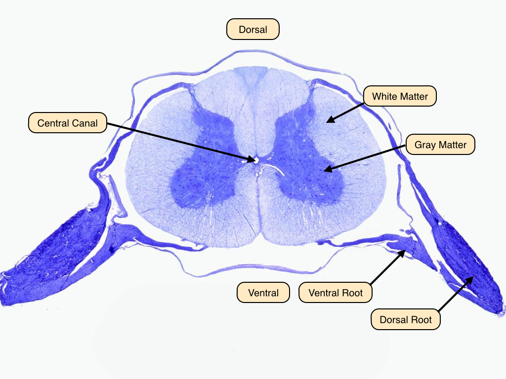 Spinal Cord Cross Section Diagram Labeled Spinal Cord Cross Section Diagram Labeled